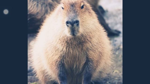 Capy bara fart (warning) very disgusting смотреть онлайн