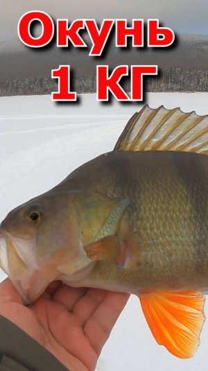 ОКУНЬ 1 КГ на чёртика