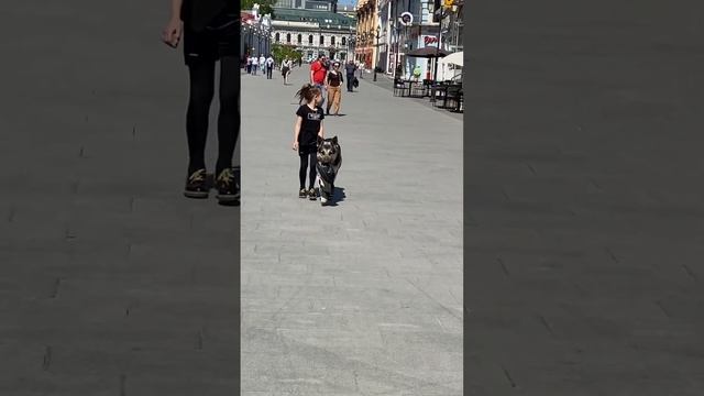 Вео Дивный Могучий Рольф .👋 смотреть онлайн