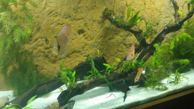 Discus Tank смотреть онлайн