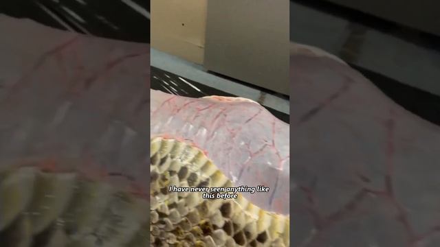 PYTHON ATE an ENTIRE ALLIGATOR 🤯😱 | #shorts #animals #snake смотреть онлайн