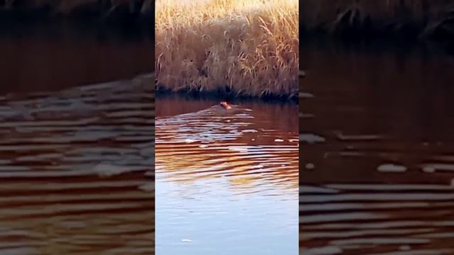 Хорёк плывёт по реке в норку! смотреть онлайн