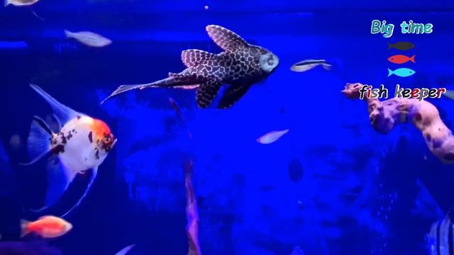 huge sail fin leopard pleco ( godzucci) doing tank laps in the 300 gallon tank смотреть онлайн