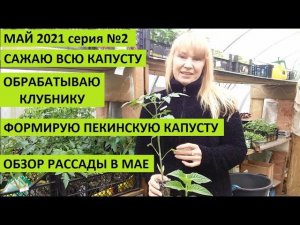 Май 2021 серия №2. Сажаю капусту, формирую пекинскую. Обрабатываю клубнику.