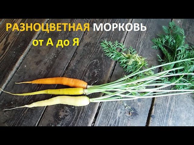 Разноцветная морковь от посева до урожая. смотреть онлайн