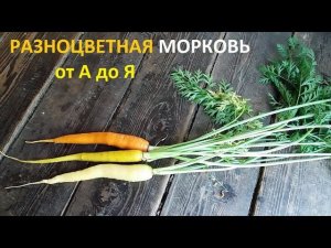 Разноцветная морковь от посева до урожая.
