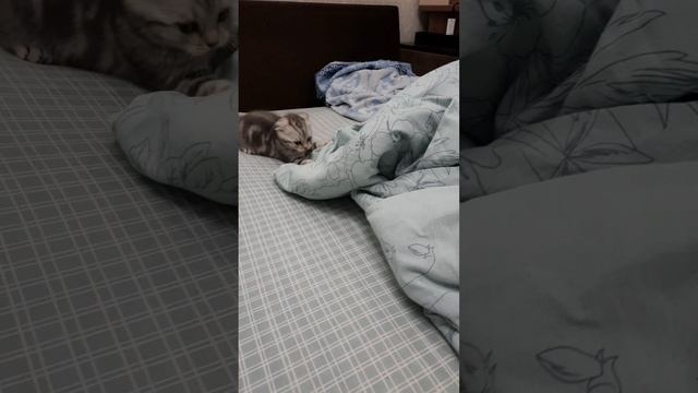 Шотландский вислоухий Леопольд