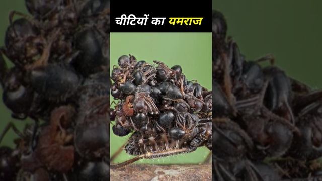 चीटियों का यमराज है ये जीव / Acanthaspis Pitax / #shorts/ #ytshorts @kaliyaFacts @A2Motivation смотреть онлайн