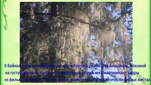 Путешествие в заповедный мир смотреть онлайн