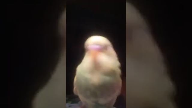 ЧЕМУ МЫ НАУЧИЛИ НАШЕГО ПОПУГАЯ ЛИМОНЧИКА В 3 МЕСЯЦА 🐥🐤🦜🦜🦜 смотреть онлайн