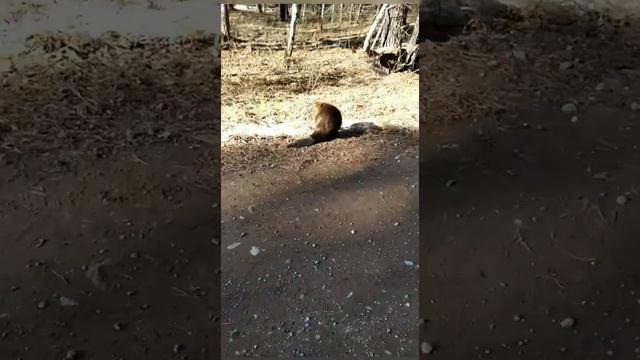 бобры атакуют. beavers are cool смотреть онлайн