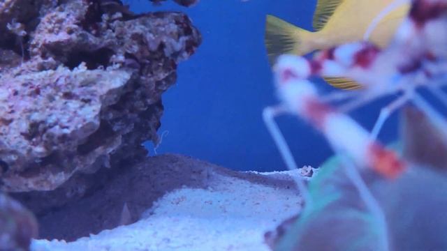Stenopus hispidus. Креветка - боксер. REEF TANK. Macro in 4K смотреть онлайн