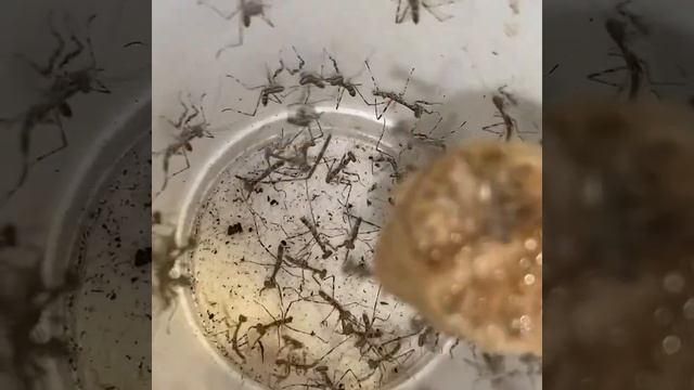 Babies galore смотреть онлайн