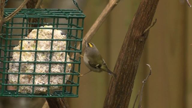 Goldcrest смотреть онлайн