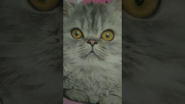 Ла-Ла-Фан игрушка Уточка🦆 смотреть онлайн
