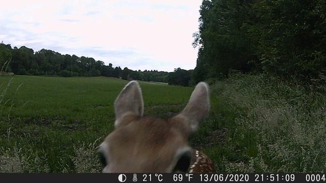 An animal coming to kiss my camera смотреть онлайн