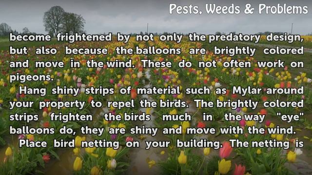 How to Get Rid of Noisy Birds смотреть онлайн