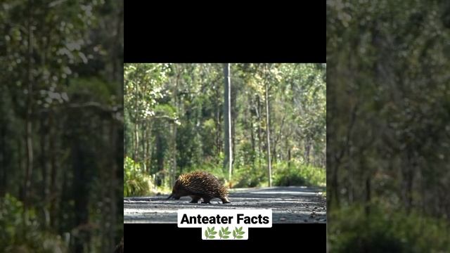 Great Facts About Anteaters#shorts I English смотреть онлайн
