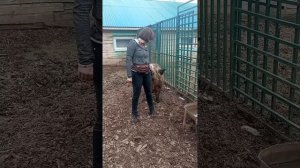 Кабан гибрид мангалица дикий кабан.