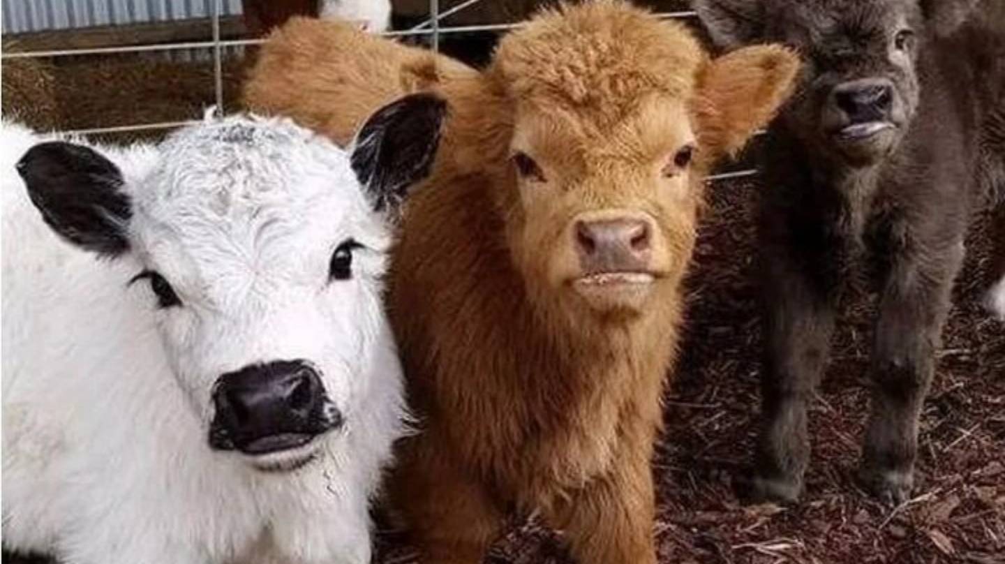 Удивительное мини-коровы смотреть онлайн