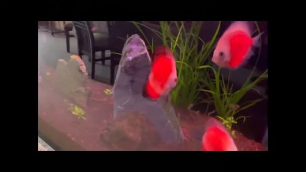 My Beautiful Discus Fish | Red Discus | Cichlid Fish Tank | Discus Community Tank #Cichlid |#discus