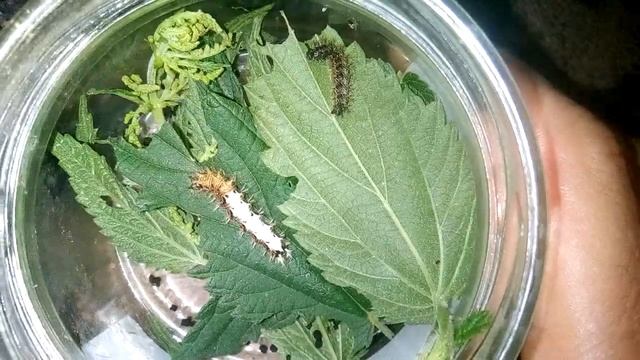 Ещё 2 гусеницы. Углокрыльница и пестрокрыльница изменчивая.🐛🐛 смотреть онлайн