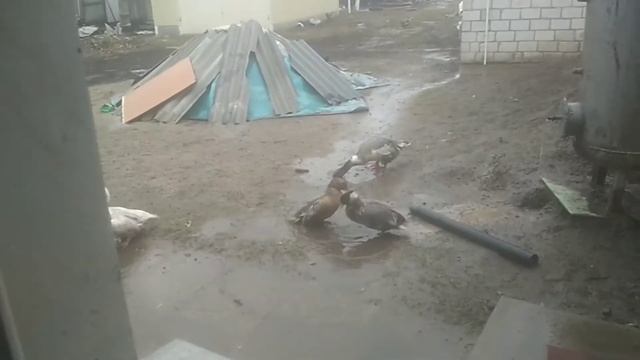 25.12.19 гусики и утки купаются в луже от дождя смотреть онлайн