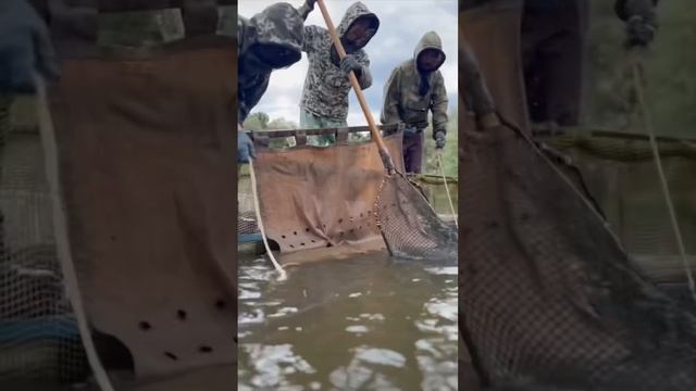 Как ловят ￼крупную рыбу в Астрахани. Большой улов! #shorts #short #shortvideo #fishing ￼ смотреть онлайн