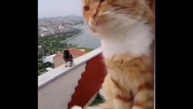 Короткая, смешная нарезка|СМОТРЕТЬ ВСЕМ. смотреть онлайн