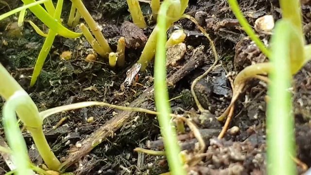 Aphid Parasitic Wasp Searching for Aphids смотреть онлайн