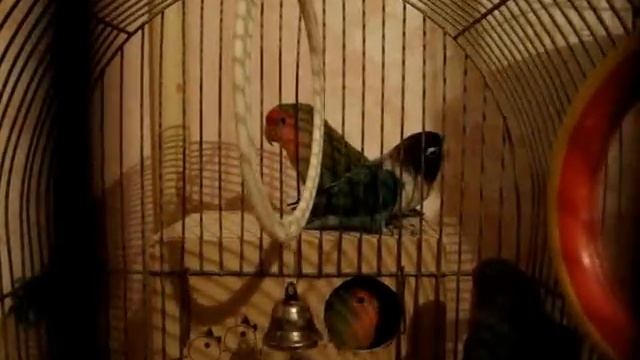 неразлучники Укроп и Ригель, Розочка и Тофа-Птюч смотреть онлайн