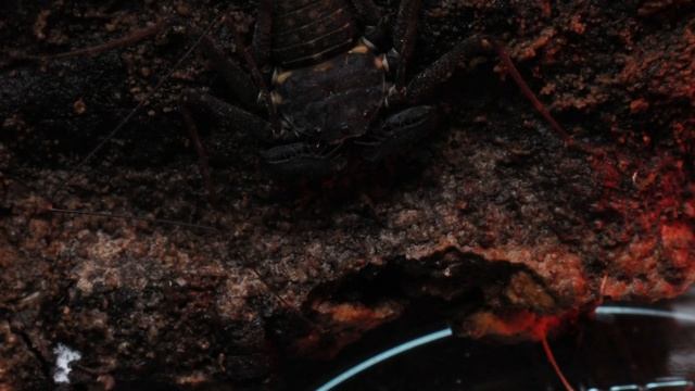 Picky Amblypygi - jumpers eating at the end! смотреть онлайн