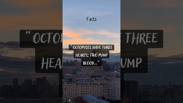 The Enigmatic Octopus: A Heartfelt Tale of Three Hearts #shorts смотреть онлайн