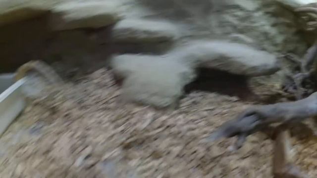 Agamki kilka dni przed złożeniem jajek смотреть онлайн