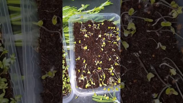 Итоги. Что же у нас выросло за неделю? Микрозелень. смотреть онлайн