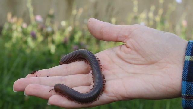 Archispirostreptus gigas смотреть онлайн