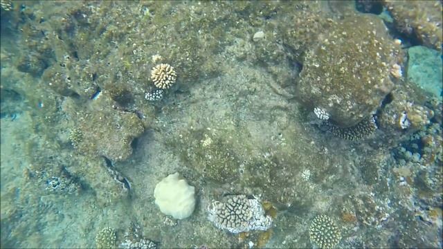 Sharm El Sheikh snorkeling, Подьемная сьемка в Шарм Ель Шейхе смотреть онлайн