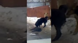 собаки устроили самосуд