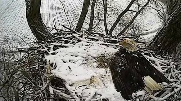 Белоголовый орлан -14.04.14