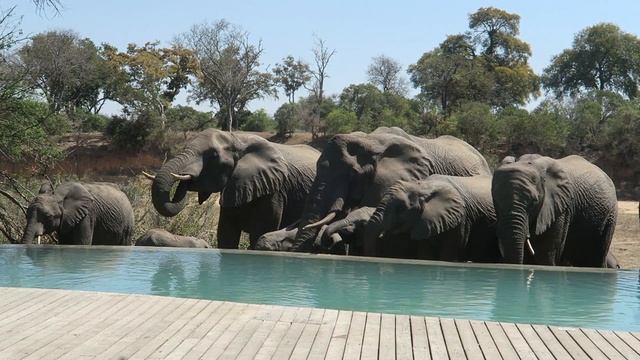 Elephants Drinking From A Swimming Pool смотреть онлайн