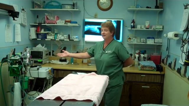 Phoenix Veterinarian, Amrit Rai, Introduces Sugarloaf Animal Clinic and Team смотреть онлайн