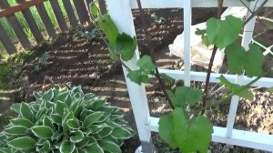 6 соток 11 июня года. Хроника.