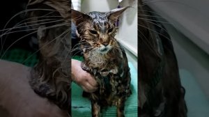 Груминг Мейн Куна