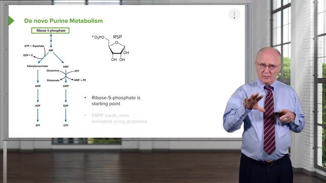 01. Nucleotide Metabolism Introduction and De novo Purine Metabolism смотреть онлайн