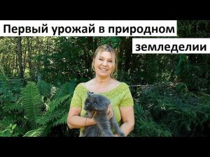 Первый урожай в природном земледелии.