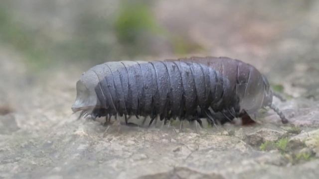 Sphaerotherium (a milliepede), Oribi Gorge (South Africa) 11-11-2022 смотреть онлайн