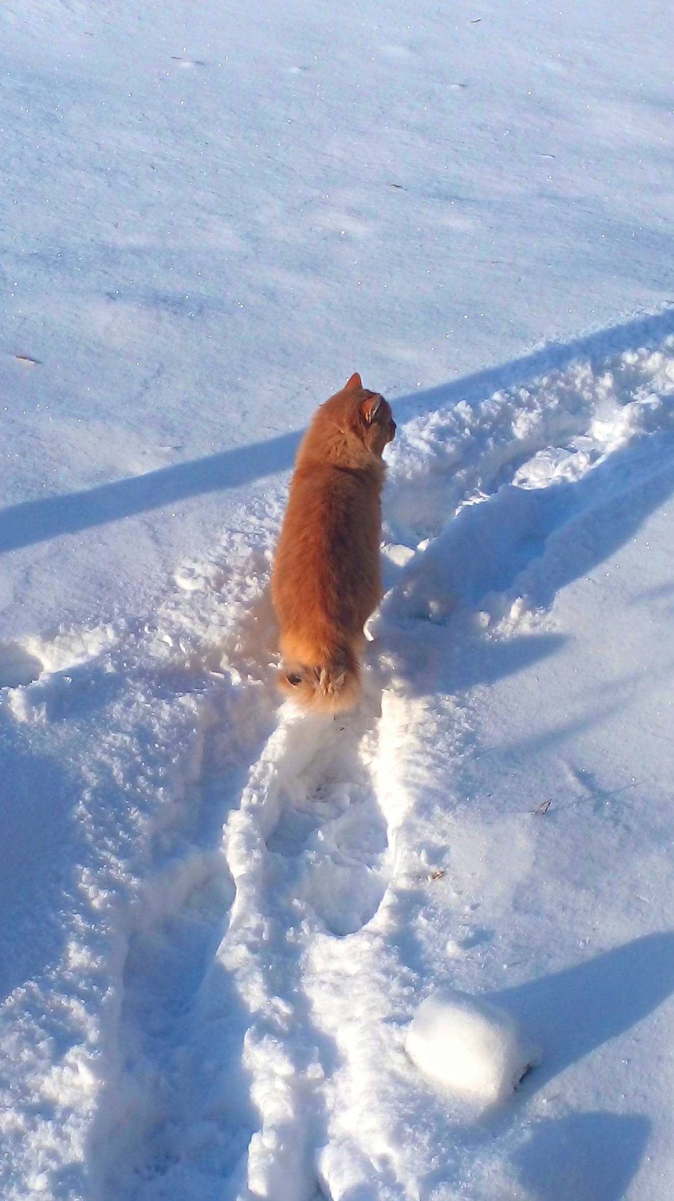 Взяла след смотреть онлайн