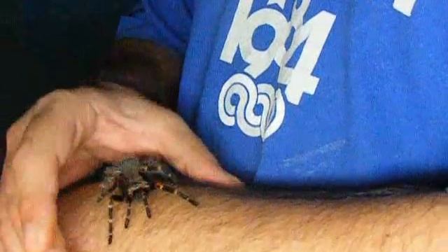 Mexican Flameknee handling (Brachypelma auratum) смотреть онлайн