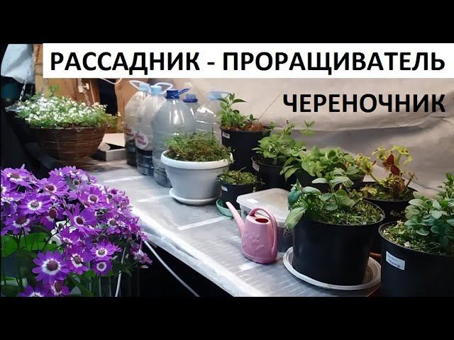 Рассадник - проращиватель - череночник. смотреть онлайн