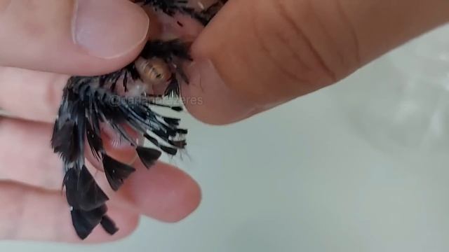 Cuidando De Filhote De Passarinho - 2 Chupins (parasitado Por Larvas Philornis)